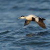 Kajka morska - Somateria mollissima - Common Eider 2289